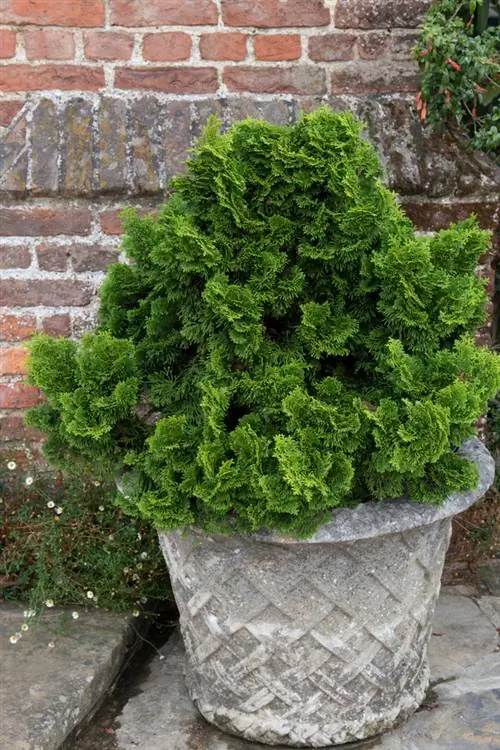 Fascinerande musselcypress: bakgrunder, vård och mer