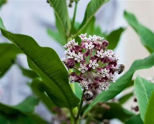 Parrot Plant: Exotic na kagandahan sa iyong hardin?