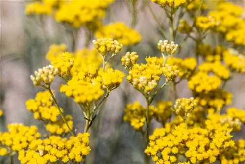 Cultivating strawflowers successfully: tips and tricks