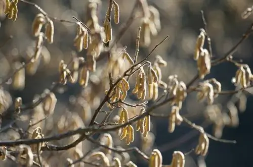 Alder blossom: Fascinating shapes and allergenic pollen