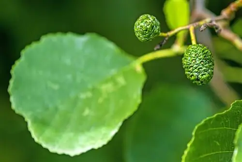 quả alder