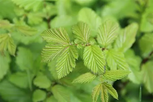 alder প্রোফাইল