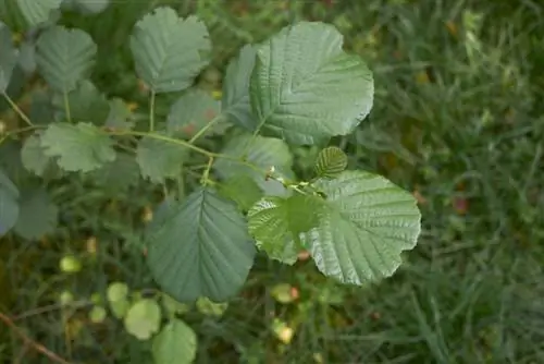 majani ya alder