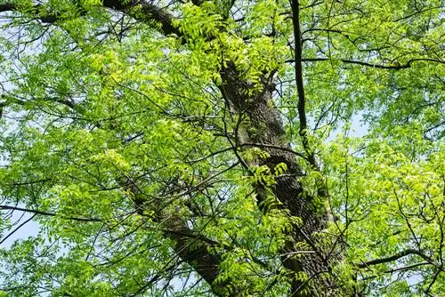 Perfil del fresno: Todo lo que necesitas saber sobre este árbol