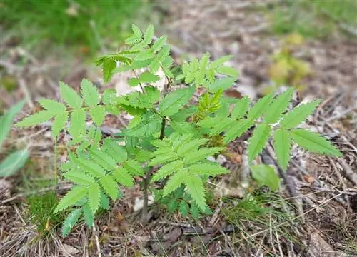 Plantarea frasinilor: sfaturi pentru o cultivare de succes