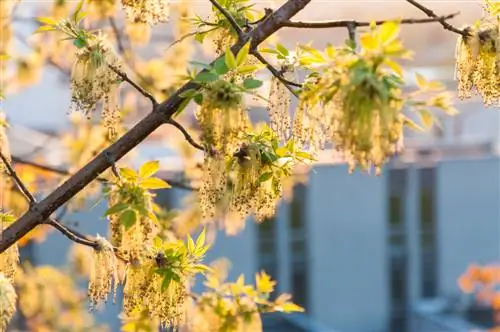 ¿Cuándo es la época de floración del fresno? Información para alérgicos y jardineros