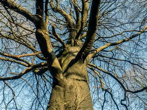 लंबे समय तक चलने वाले दिग्गज: राख के पेड़ों का प्रभावशाली जीवनकाल