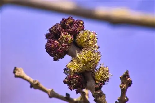 The inconspicuous blossom of the ash tree: what makes it special?