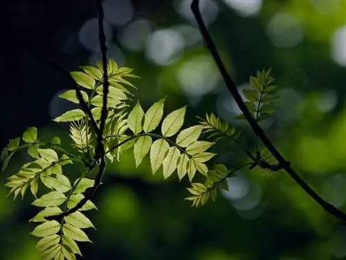 մոխրի տերեւները