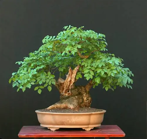 kül bonsai