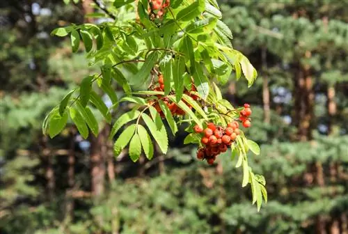 Ash pret Rowan: kāda ir atšķirība?