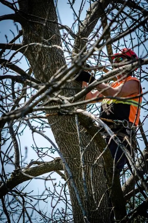 Cutting ash trees: When is the right time to do it?