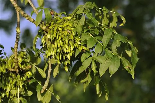 Cenere in giardino: senza preoccuparsi di veleni e intolleranze