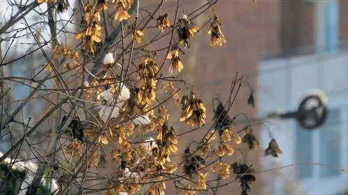 Winter ash trees: How do I recognize them easily?