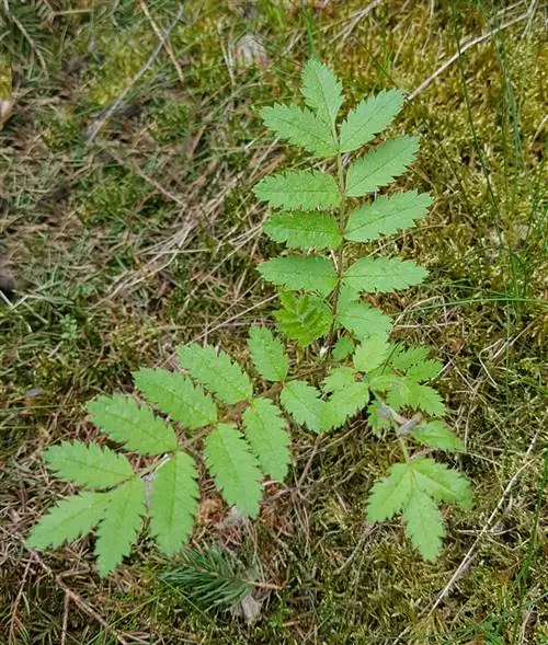 Plantarea frasinilor: care locație este ideală?