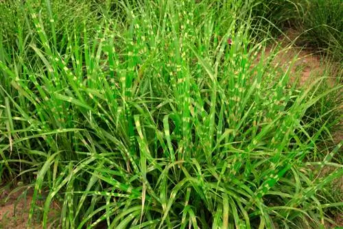 Zebra grass care: How do I make it shine?