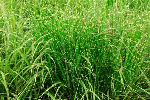 Sharing zebra grass successfully: instructions & timing