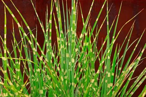 Zebra grass shoots: When and how it grows beautifully