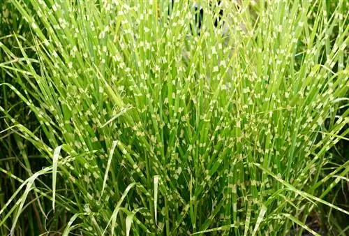 Zebra Grass: Mga Kahanga-hangang Taas at Paano Makamit ang mga Ito