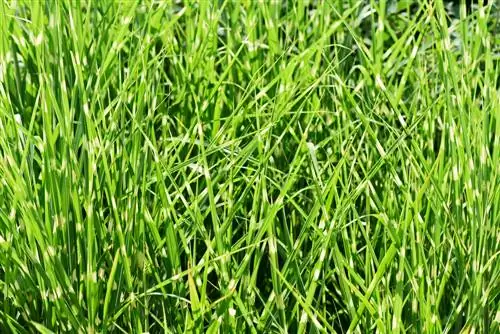 Fertilize zebra grass