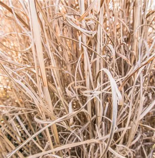 Is zebra grass hardy? Everything about frost hardiness and care