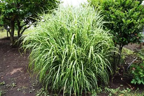 zebra grass propagation