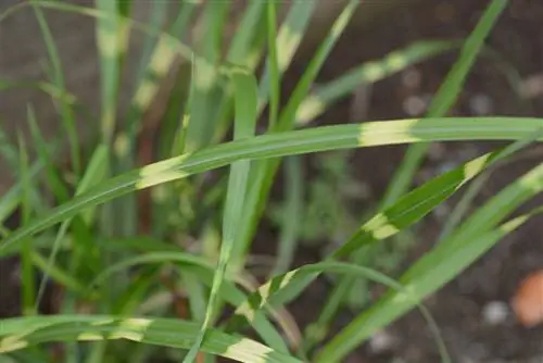 Oorplanting van sebra gras