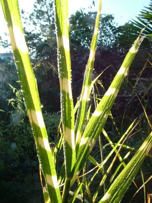 Zebra grass dried up? Possible causes & solutions