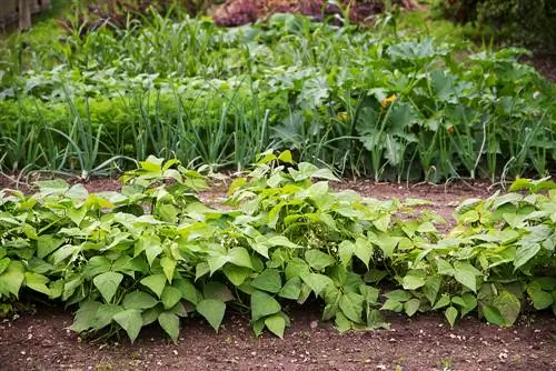 Bush beans in the garden: growth, care and harvest