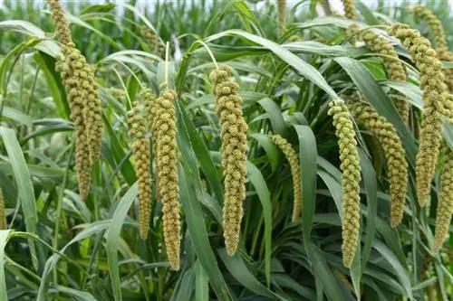 Millet in your own garden: growing and harvesting made easy