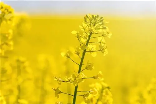 Oras ng pamumulaklak ng rapeseed: Kailan magniningning ng ginintuang dilaw ang mga bukid?