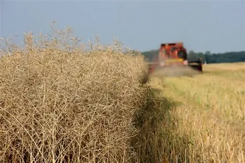 kapan-rapeseed-panen