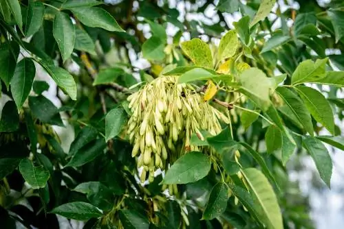 Fruits de freixe: distribució, germinació i dades interessants