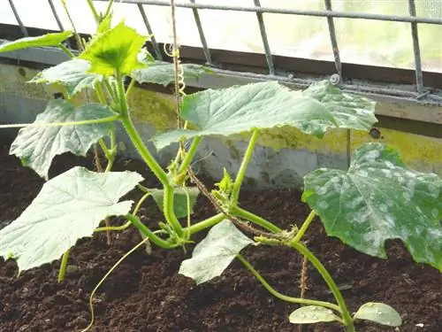 Nettle manure against mildew