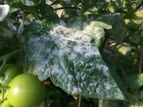 Mildew: Poisonous to humans and plants?