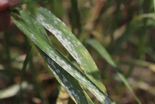 Powdery mildew in grain: symptoms, causes and control