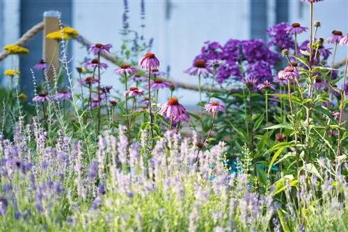 combinación de phlox