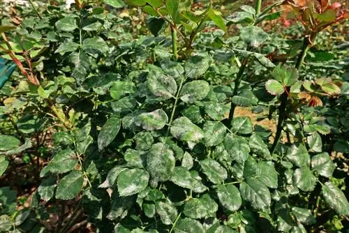 powdery mildew ua rau