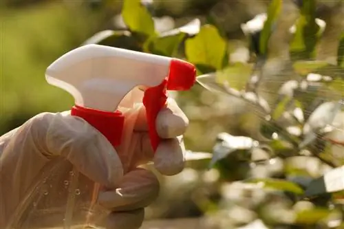 prevenir la floridura