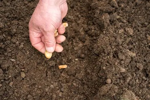 growing broad beans