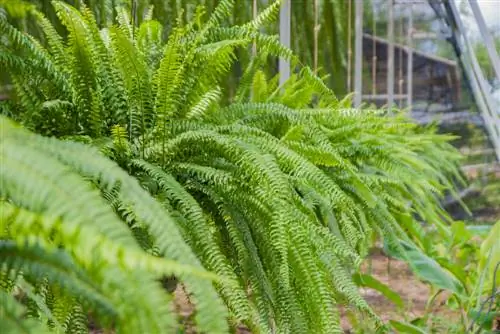 Swaardvaring: Mooi, robuust en lugsuiwerend vir jou huis