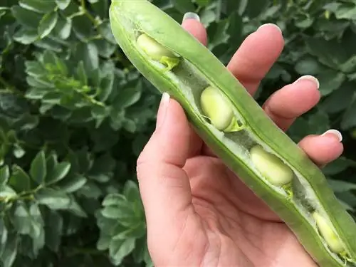 broad bean harvest time