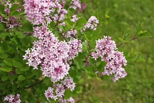 বামন লিলাক