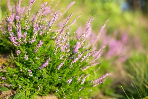 Ümumi heather: bir baxışda xüsusiyyətlər, qulluq və çeşidlər