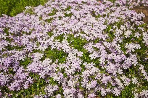 qoplamali phlox