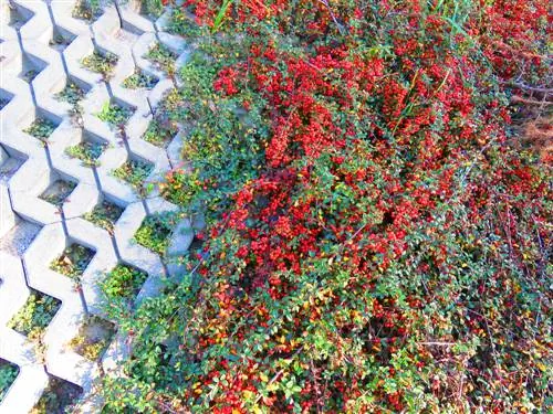 Cotoneaster: درختچه زینتی همه کاره برای باغ شما