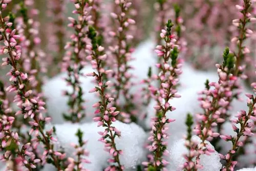 Snow heather: Ib qho yooj yim tu lub caij ntuj no bloomer rau koj lub vaj