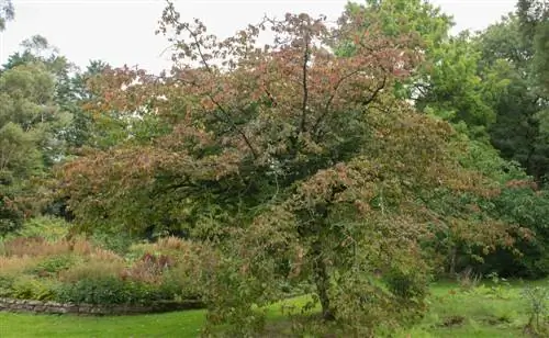 Árbol de palo fierro: crecimiento, cuidados y color otoñal