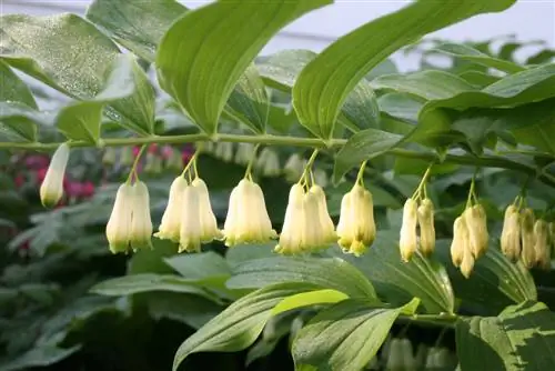 Segell de Salomó: bonica planta per a jardins ombrívols