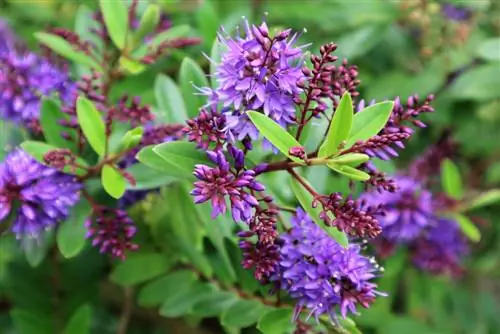 Shrub veronica in the garden: What should you pay attention to?